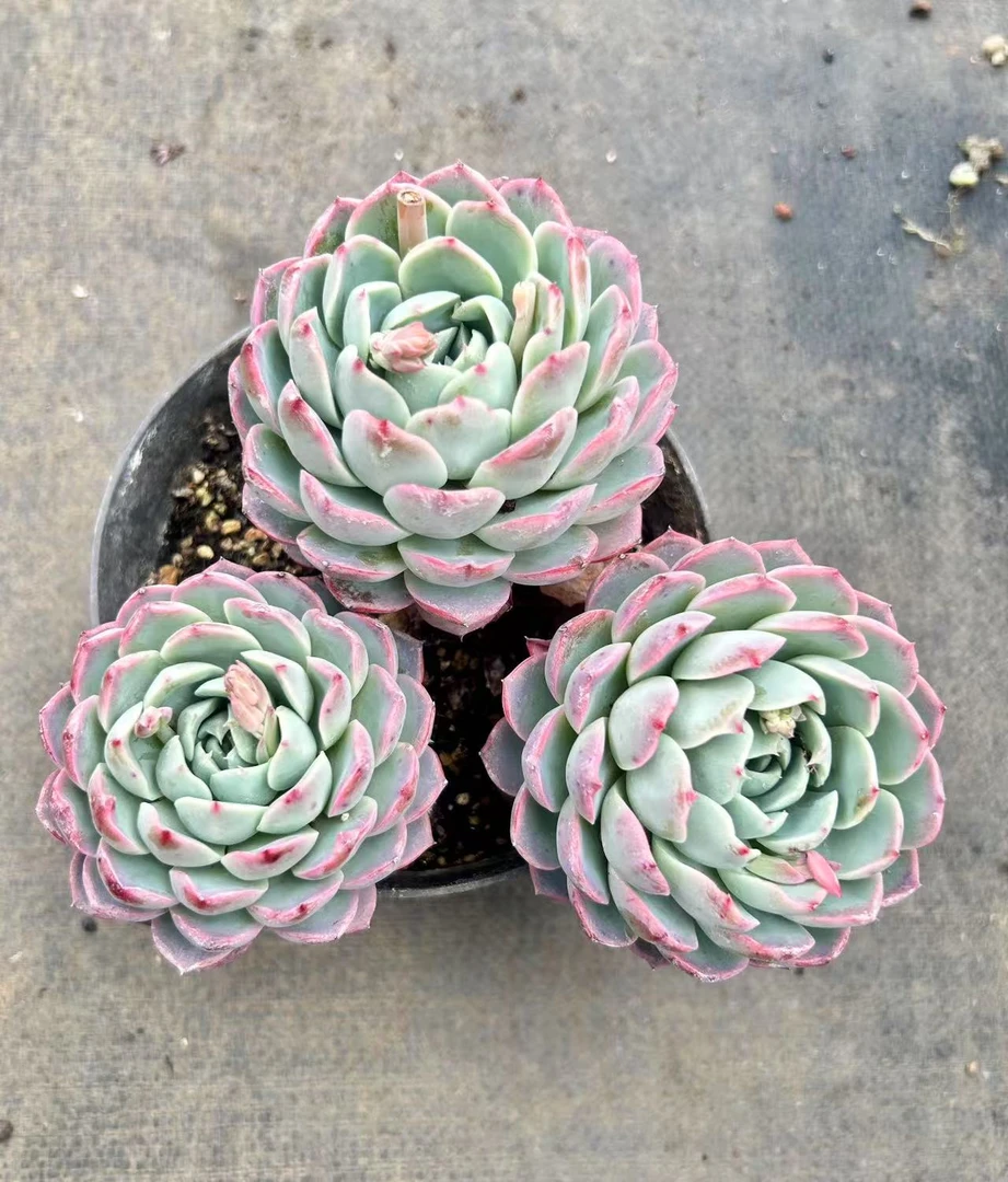 15#美乐蒂   多肉植物  前男友精品多肉