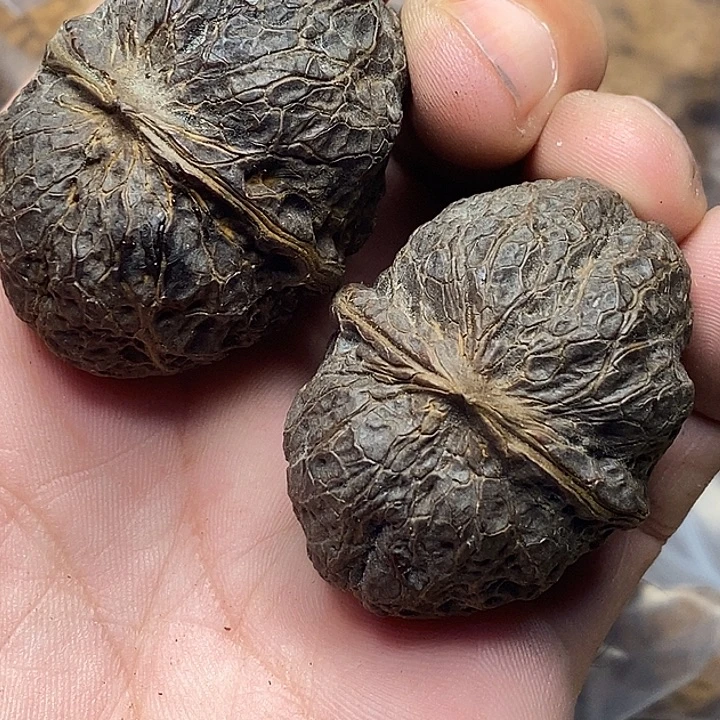 文玩核桃把件云南铁核桃74