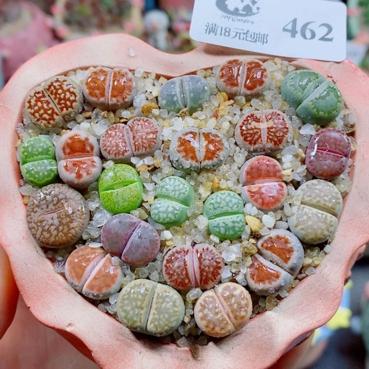 生石花花花哈哈哈哈哈哈462