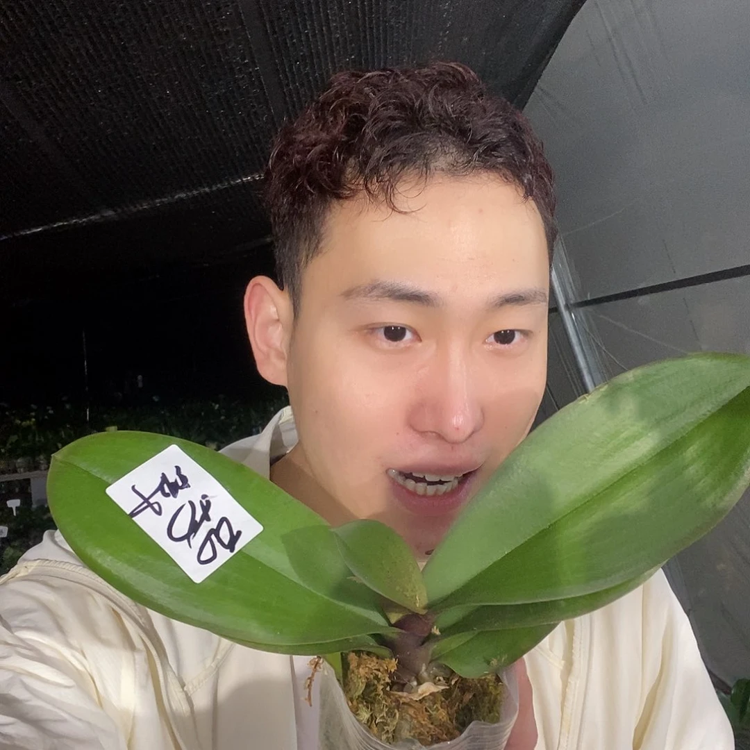 无花朵乌龙茶3.5