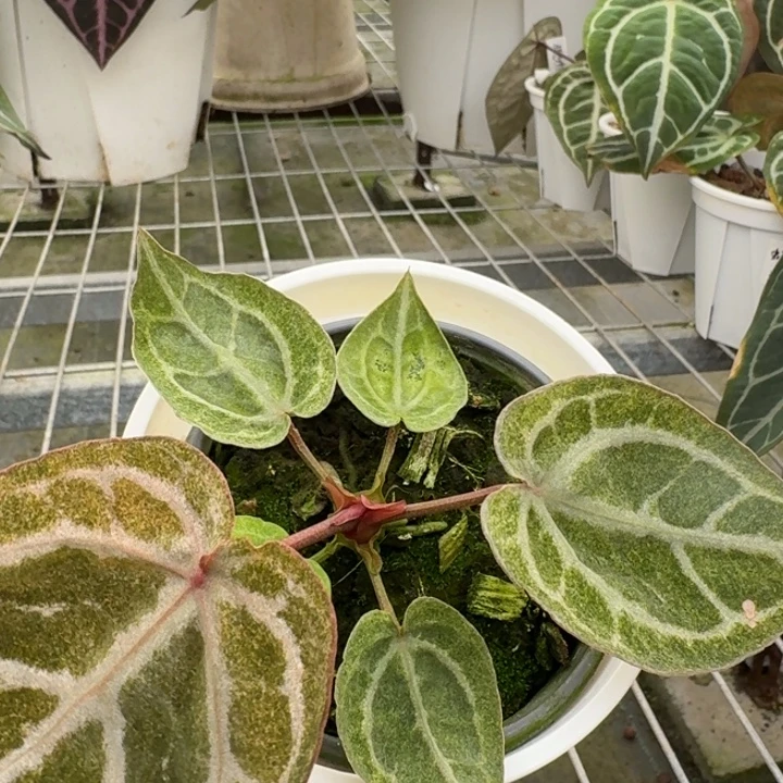 完全开放14号红水晶抹茶锦