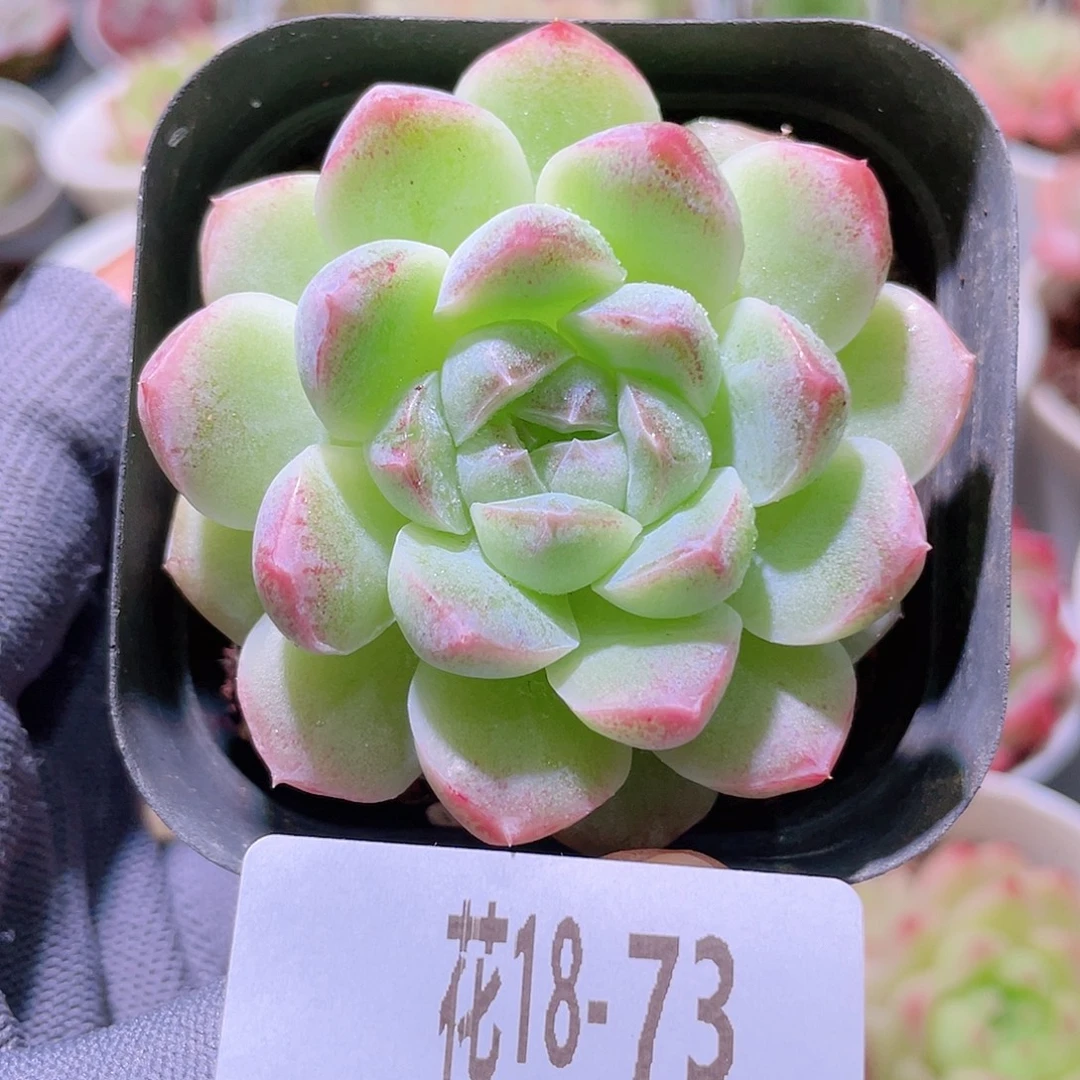花利美18-73明月心
