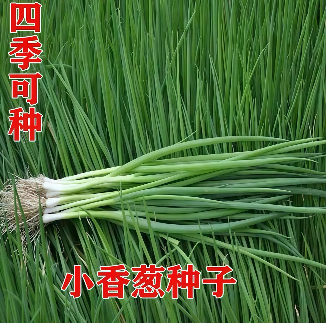 四季小香葱籽生长四季易种小葱生长阳台育苗盆栽葱种植家庭菜种植