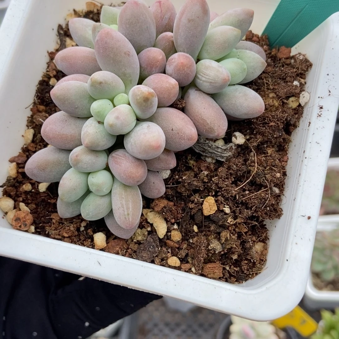 1838粉色恋人多肉植物