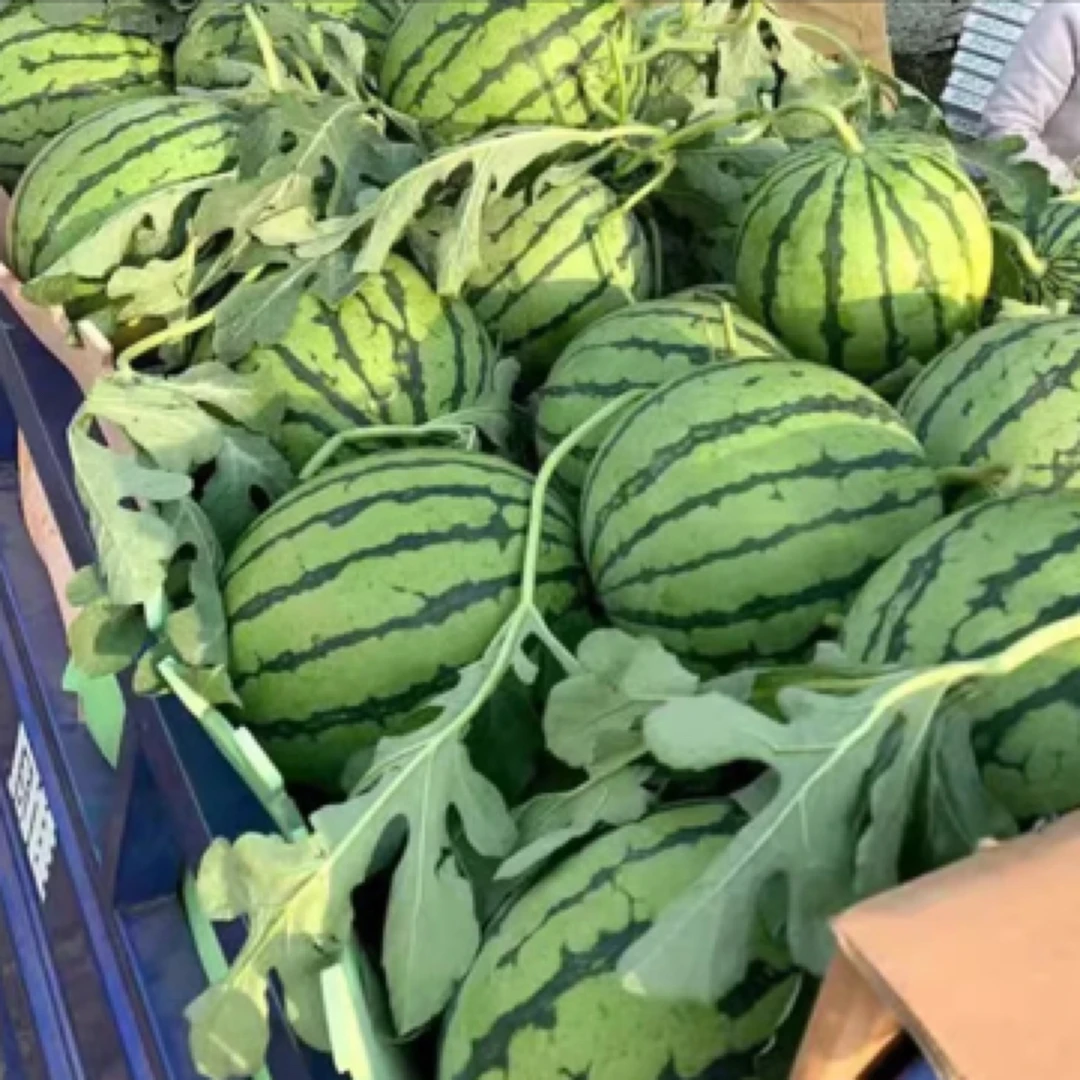 阿来）大集现收大甜王露天西瓜