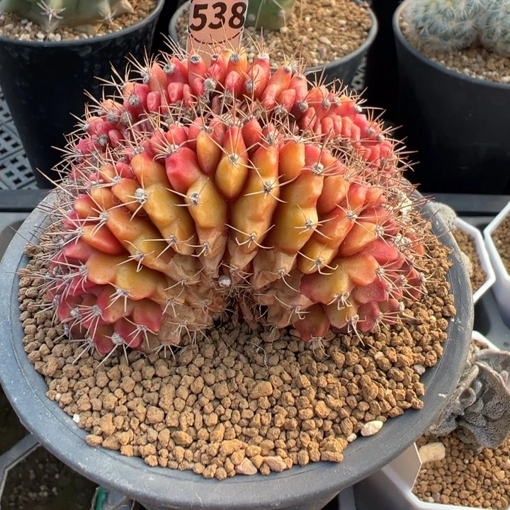 538实生根翠晃冠缀化多肉植物带盆土