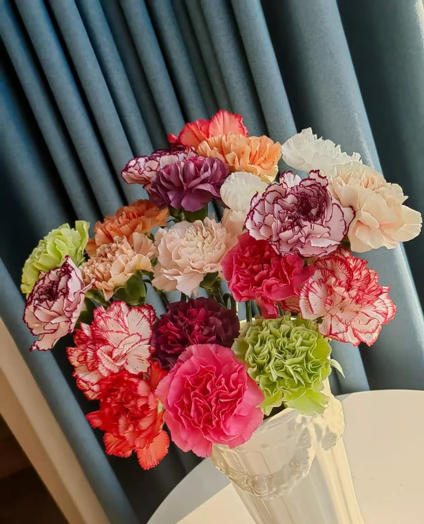 【混色康乃馨】云南高品质鲜花全场鲜花任意两单及以上包邮