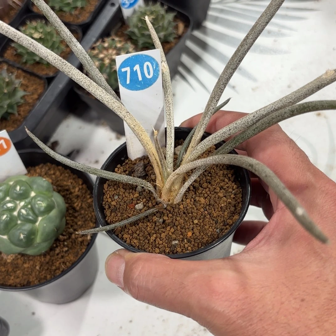 710实生美杜莎带盆带土发货