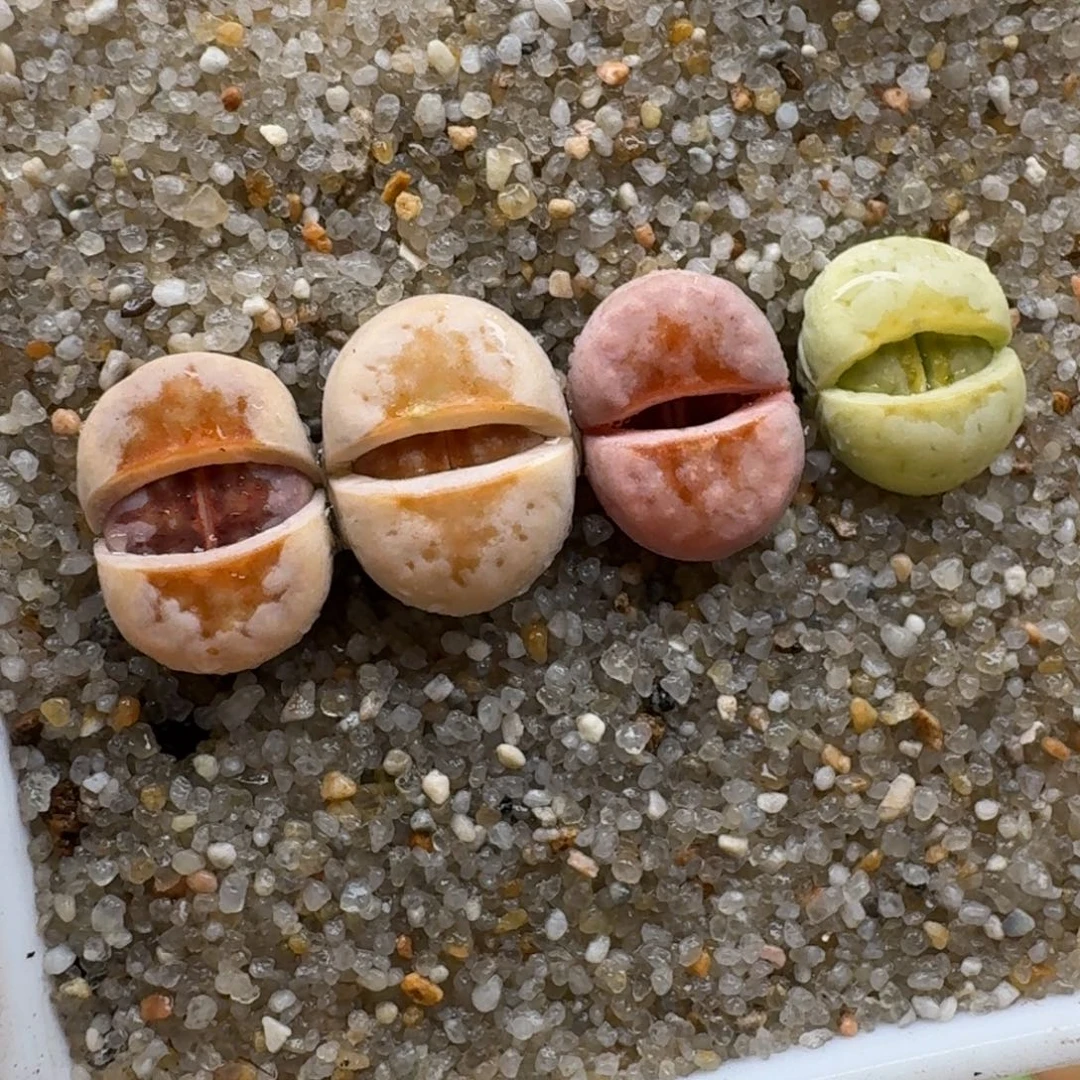 1210-015唇套装彩套