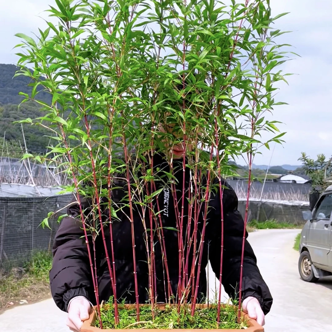 红寒竹竹中西施紫寒竹竹中貂蝉室内客厅茶几桌摆盆景造景好养常绿