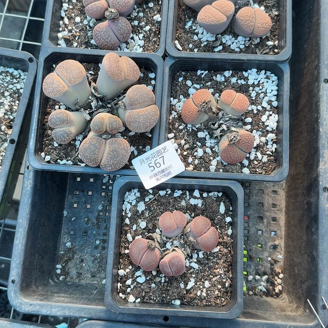 你们吃啥好吃不得567是