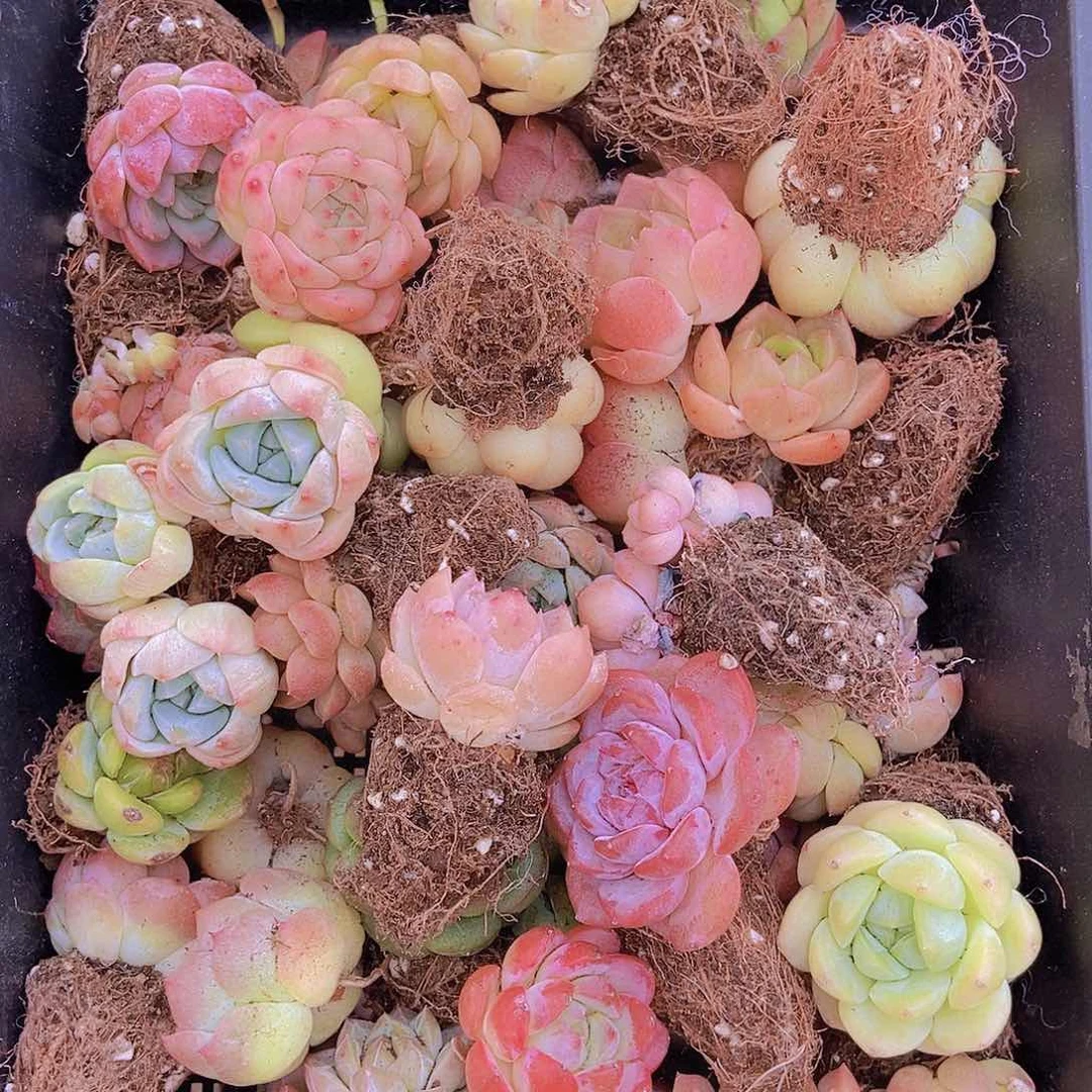000001量拍保底20颗，小