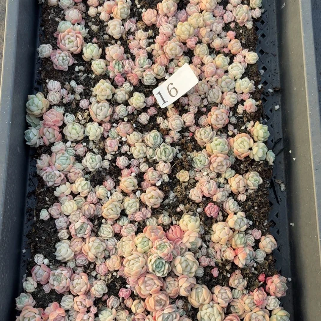 多肉植物多肉植物16