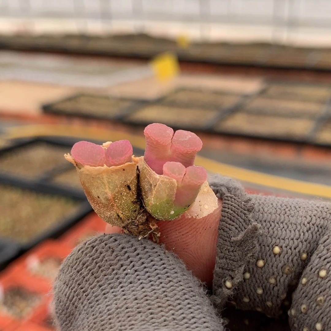 141粉樱风铃母本