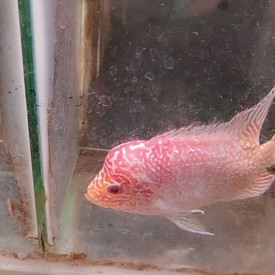 罗汉鱼2222222222322