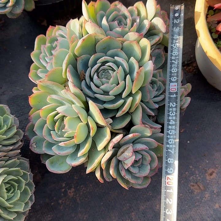 晨露767 多肉植物一物一拍