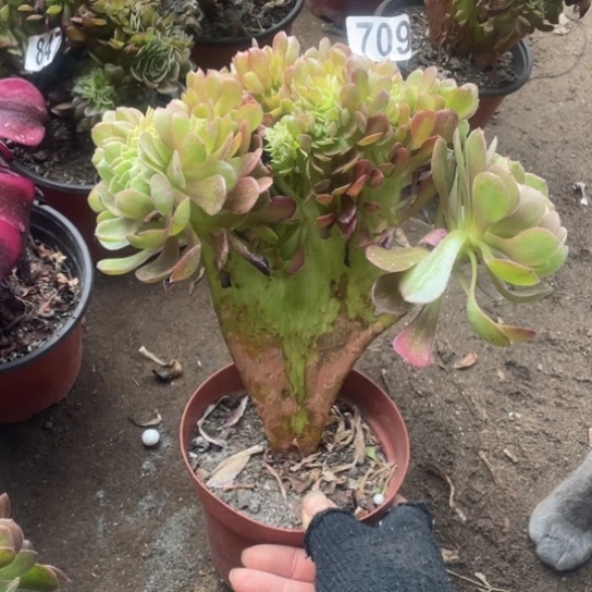 18厘米万圣节缀709