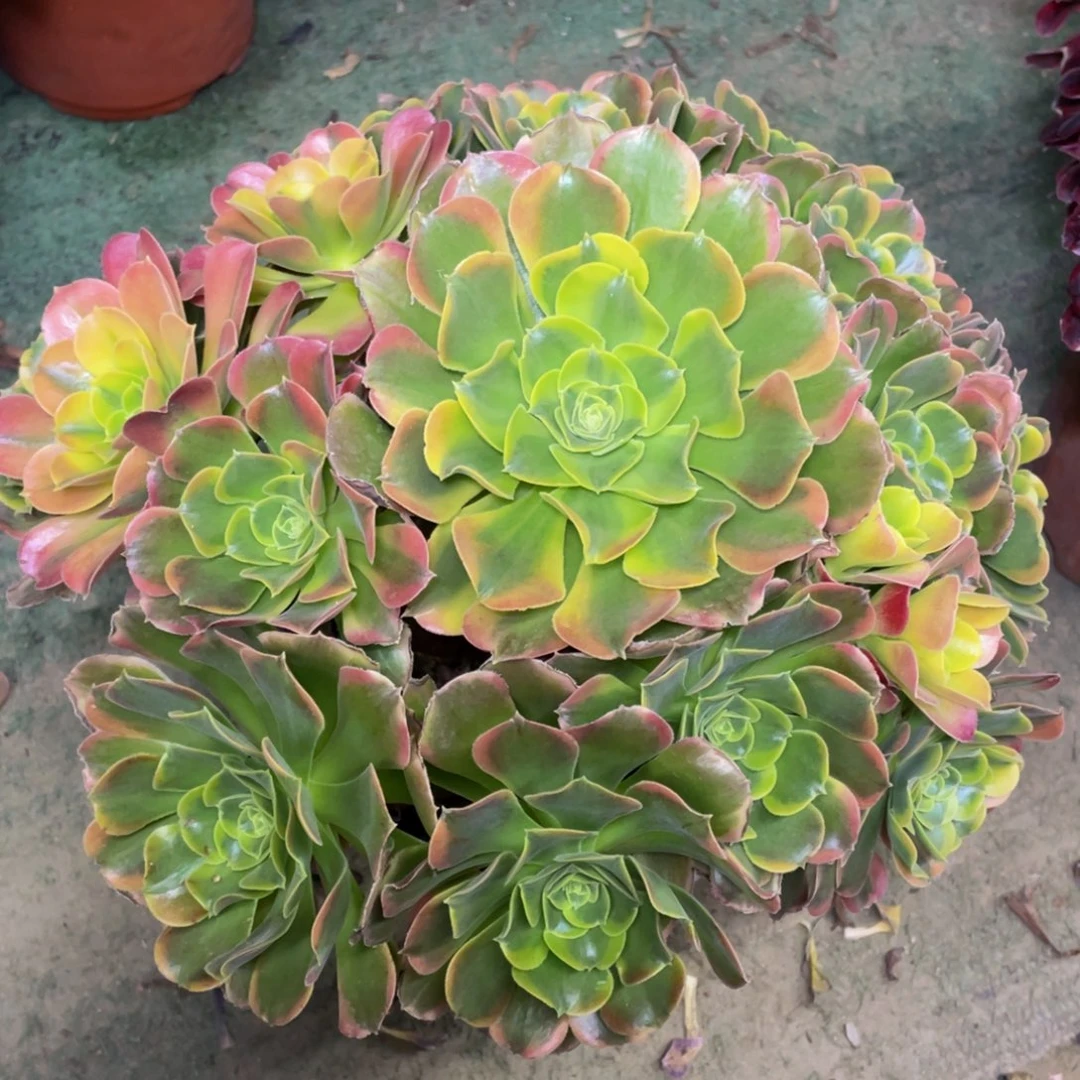 灼**华998特斯拉精品法师多肉