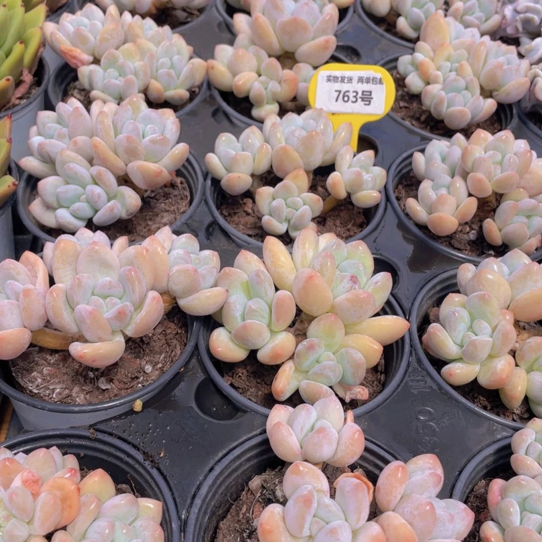 763号 开播福利奶油粉香水老桩大群生一个