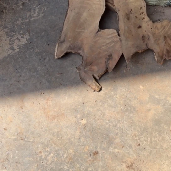 青***月金丝楠木小叶桢楠