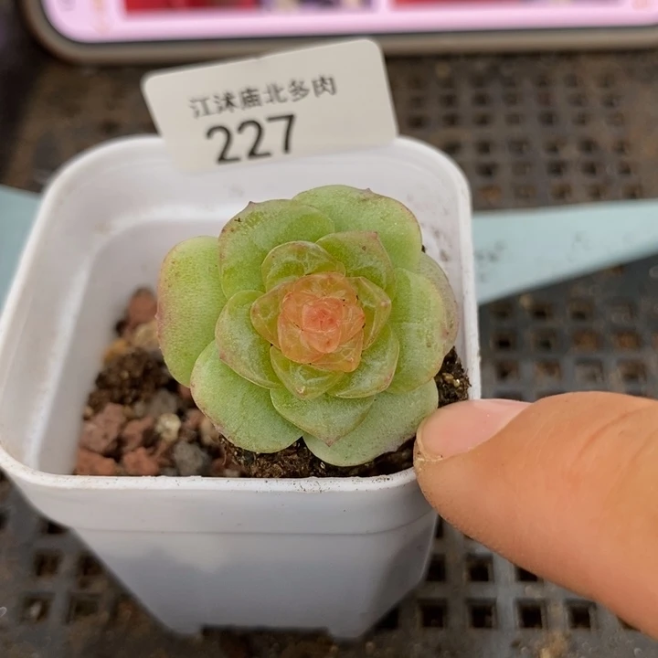 标227桃夭一个多肉