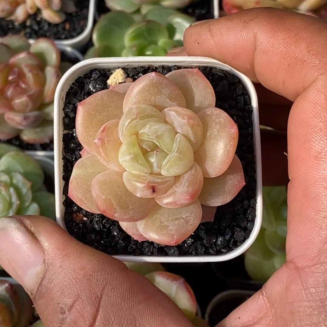 天官赐福百无禁忌