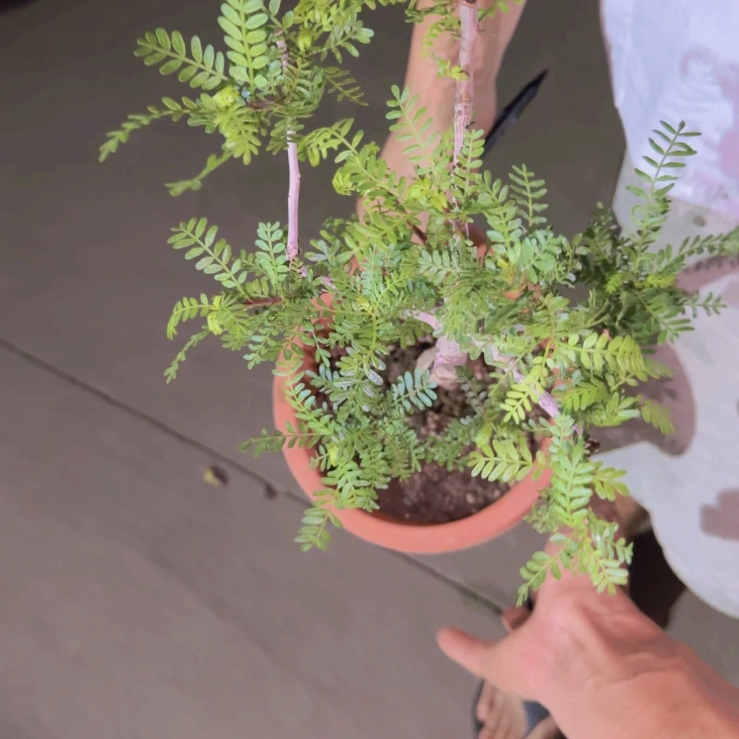 b***k块根植物块根植物