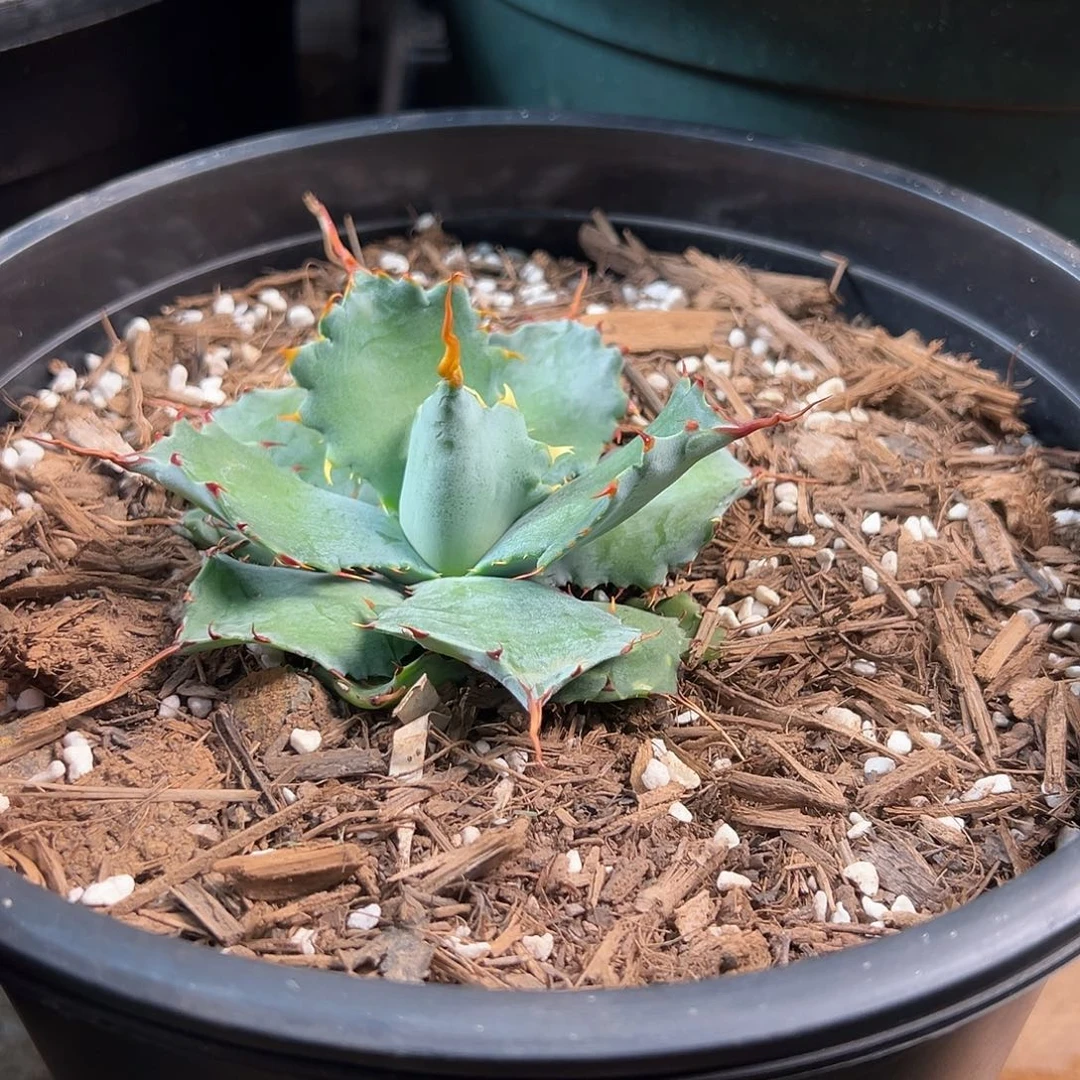 无花朵多肉植物超级雷神二代