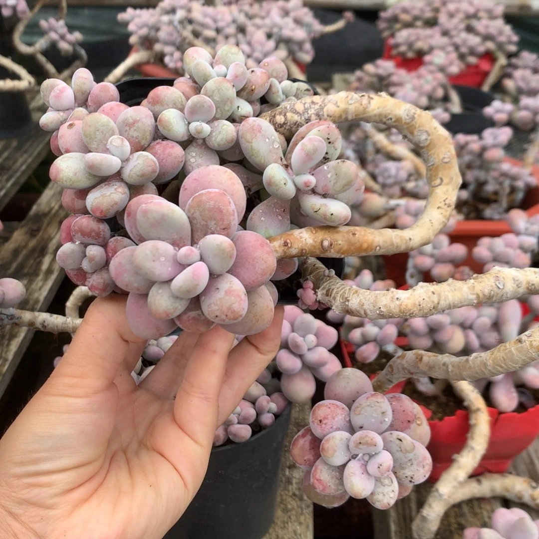 桃蛋老桩不带盆39号