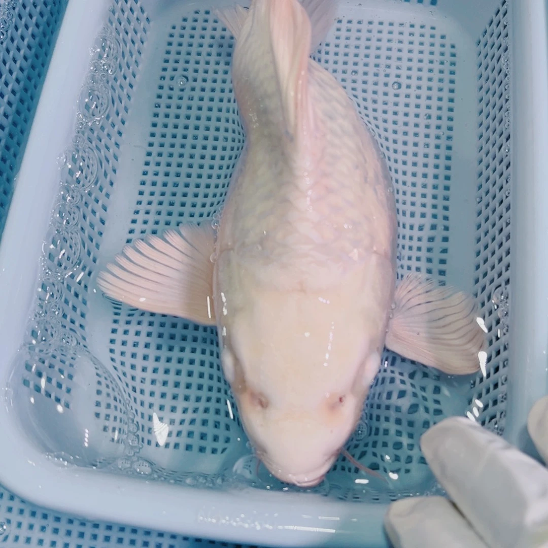 锦鲤锦鲤冷水鱼观赏126