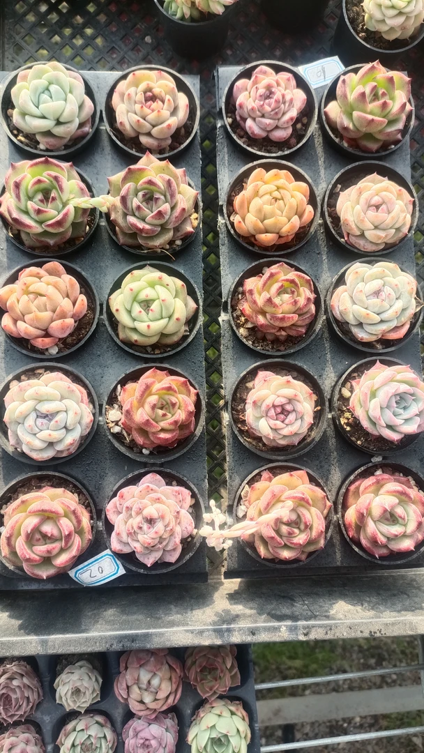 精品小多肉植物20棵