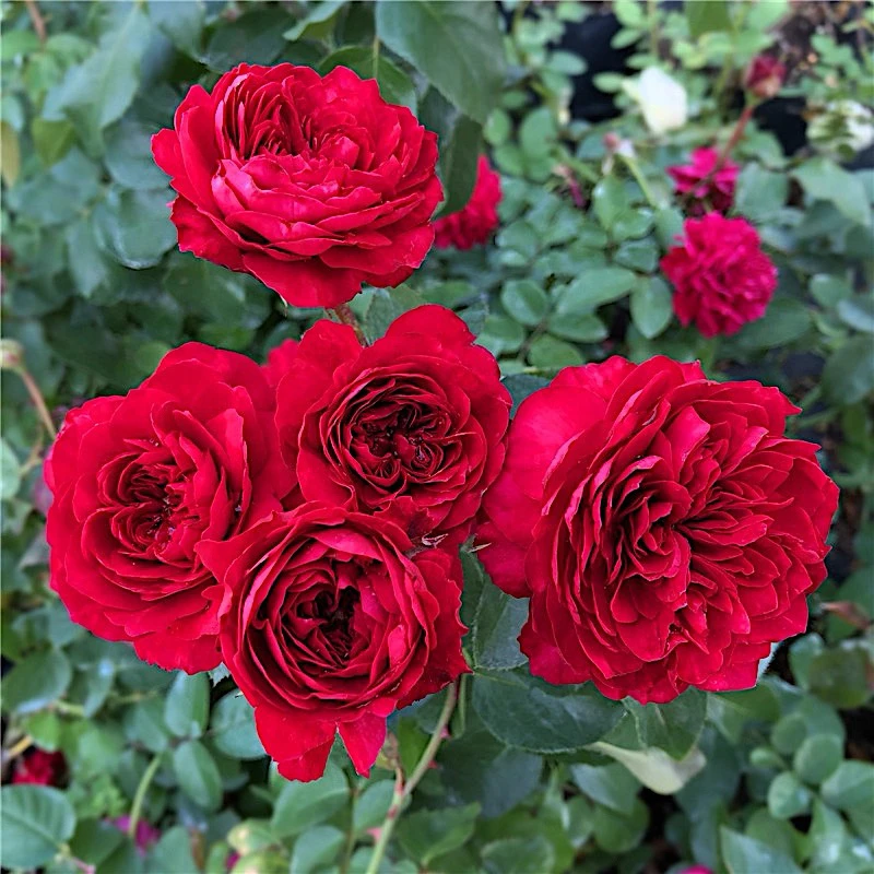 大花欧月灌木红色达芬奇/红达Red Leonardo月季淡香庭院阳台