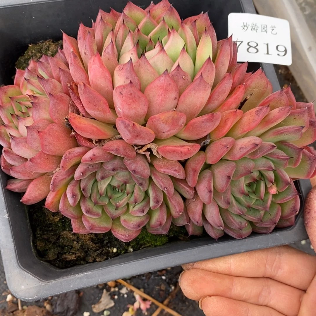 7819杂交多肉老桩