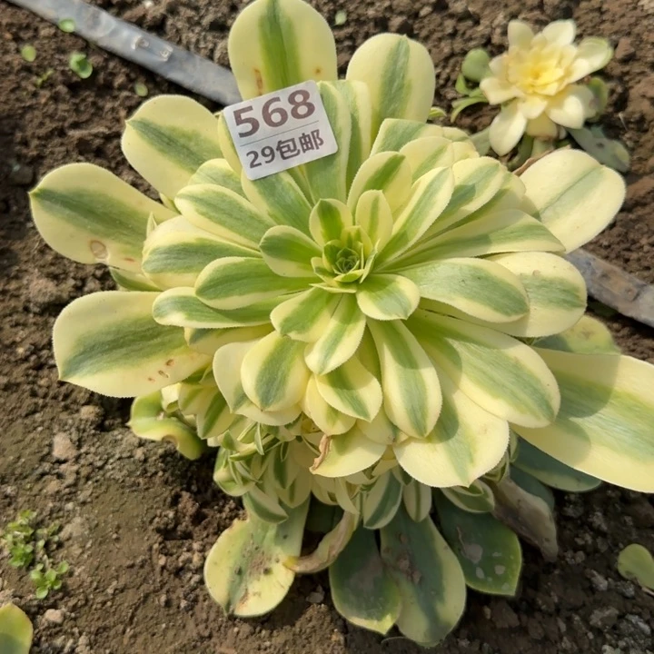 辛尼亚……多肉植物……