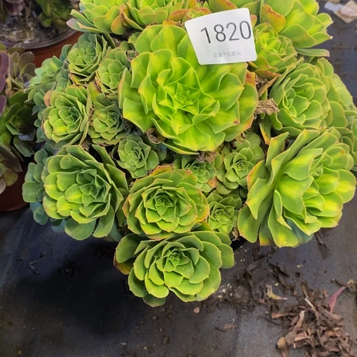 琉璃多肉断头不包1820