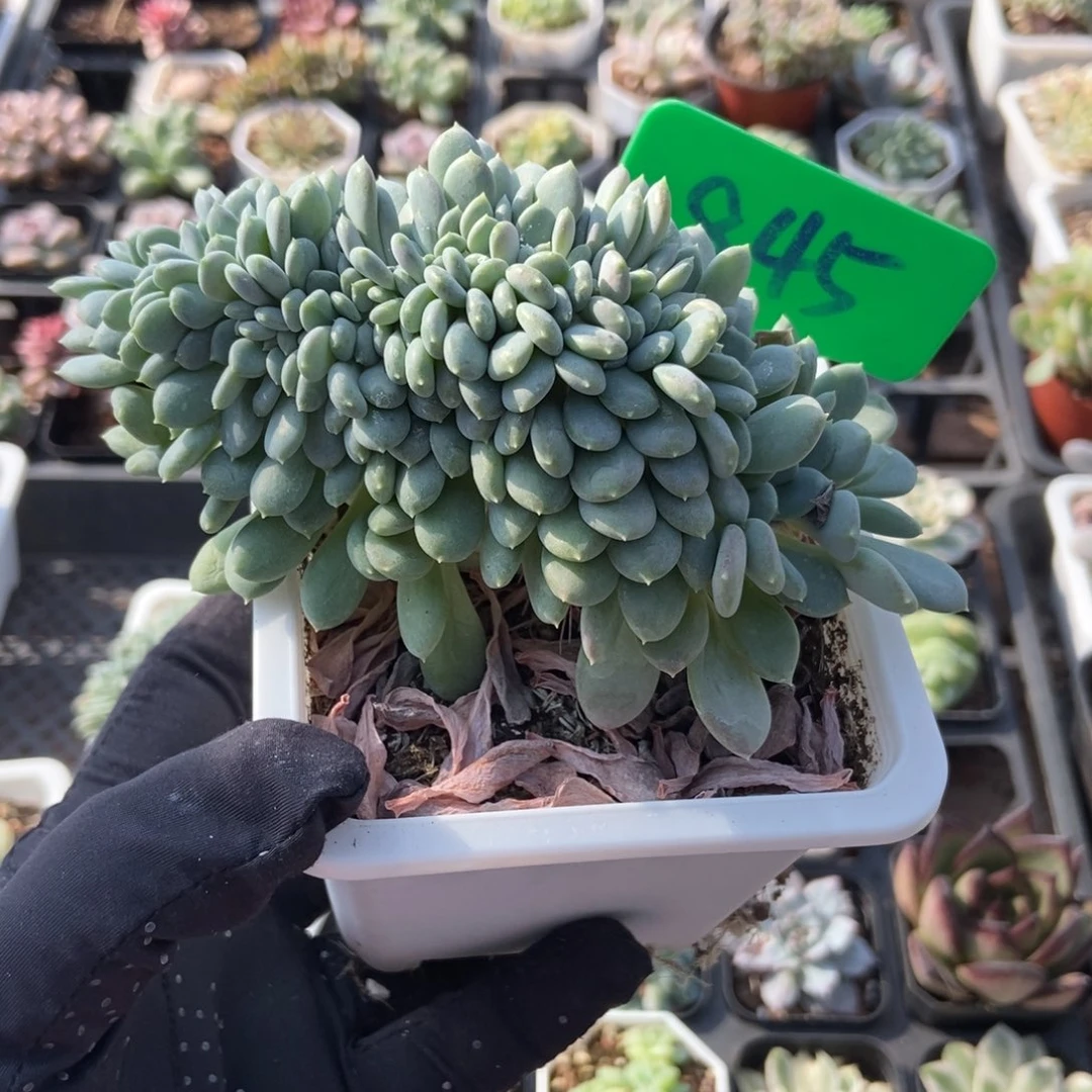 845粉珍妮缀多肉植物