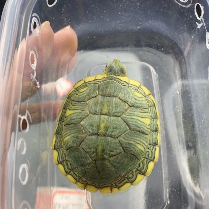 巴西彩龟母666666666