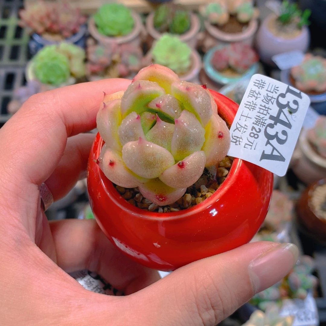 5厘米盆精控多肉1343