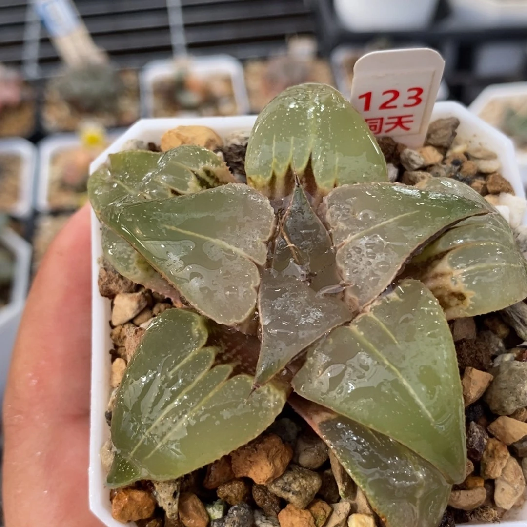 123玉颜寿一物一拍