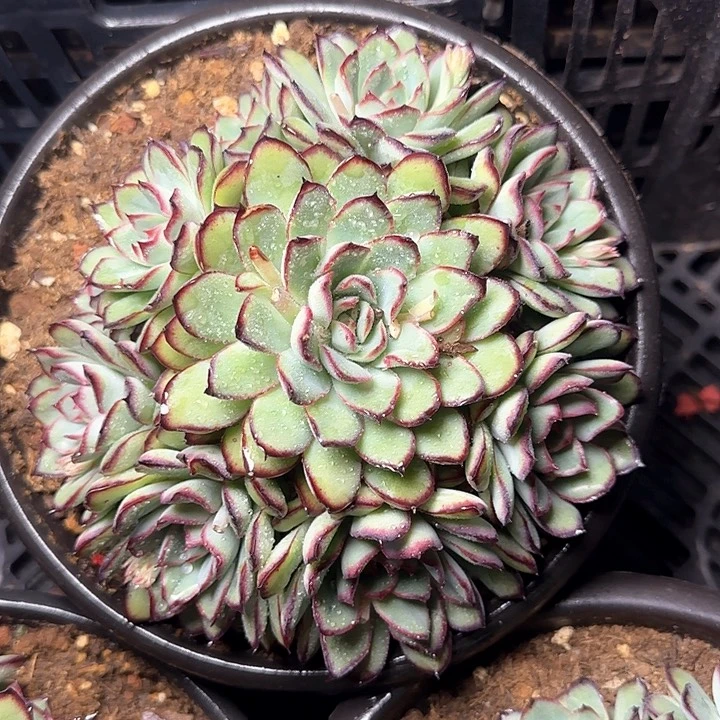 肉酱玫瑰多肉29.8