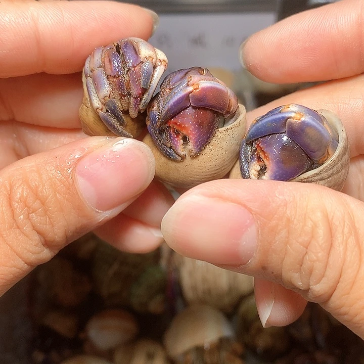 福利套盒3只第7号