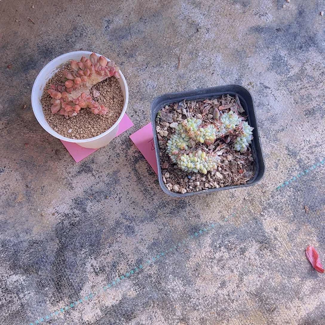 开****?一物一拍30包邮66666