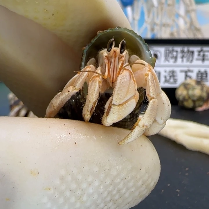 A56奶黄 干净灰白1.0cm口径