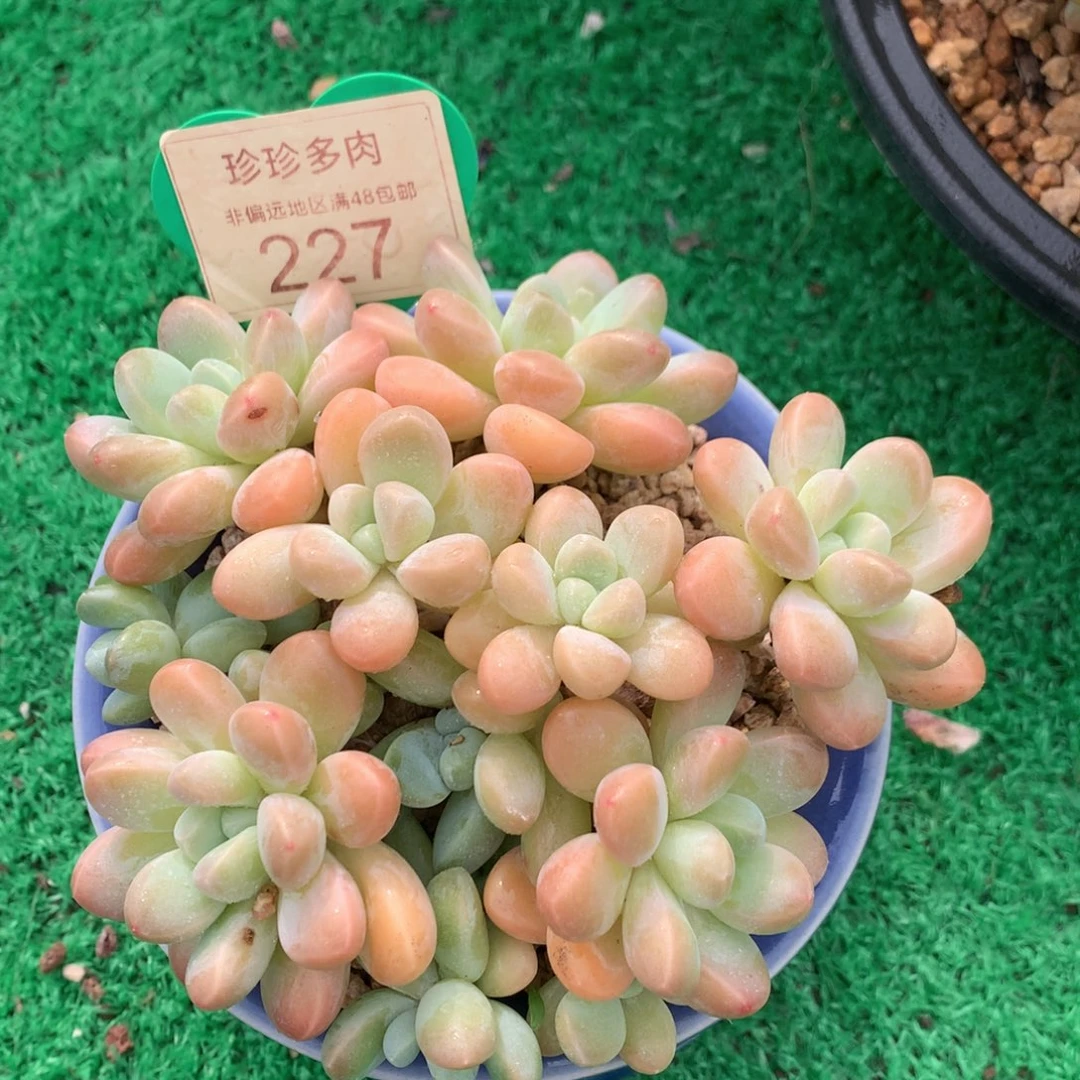 丸叶香玉矮桩平头227