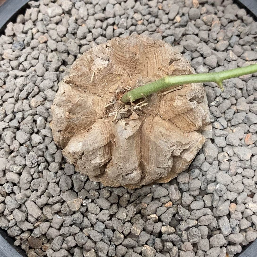 龟甲龙带盆顺丰包邮