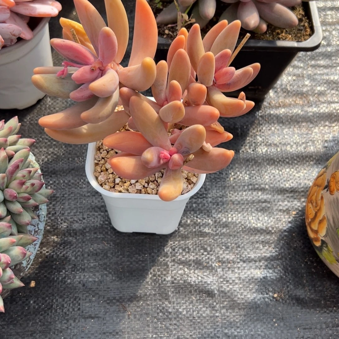 梅***青红手指多肉一物一拍美人