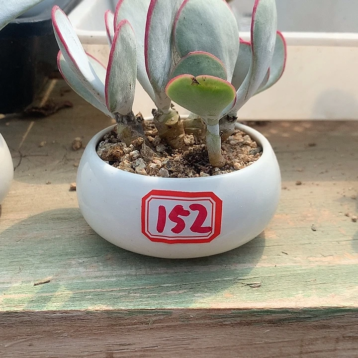 芳****白眉多肉一物一拍152