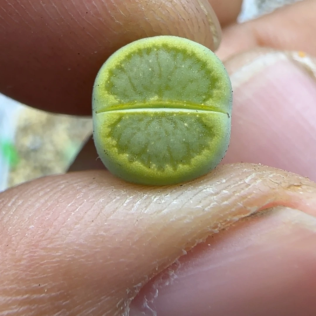 904 生石花大棚直播