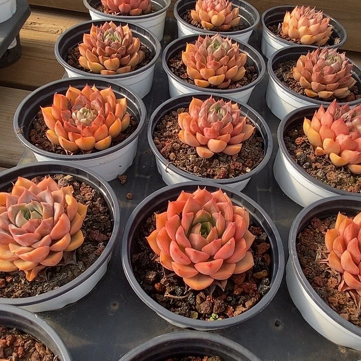 浪漫福利多多去拍