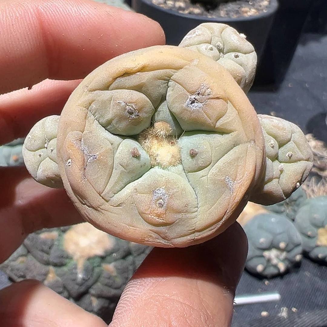 ?****卫实生橘黄色银群 仙人球